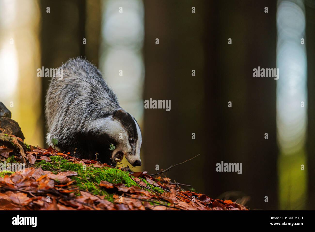 Un tasso europeo (Meles meles) si muove con prudenza lungo un pendio di foresta muscoloso tappezzato con foglie autunnali bagnate, il naso vicino al terreno durante la ricerca Foto Stock