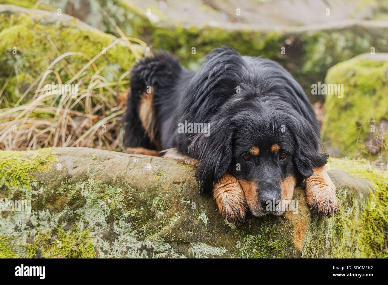 Il cane Hovawart Canis lupus familiaris rilassa, riposa la testa, gli occhi morbidi, le orecchie drappeggiate Foto Stock