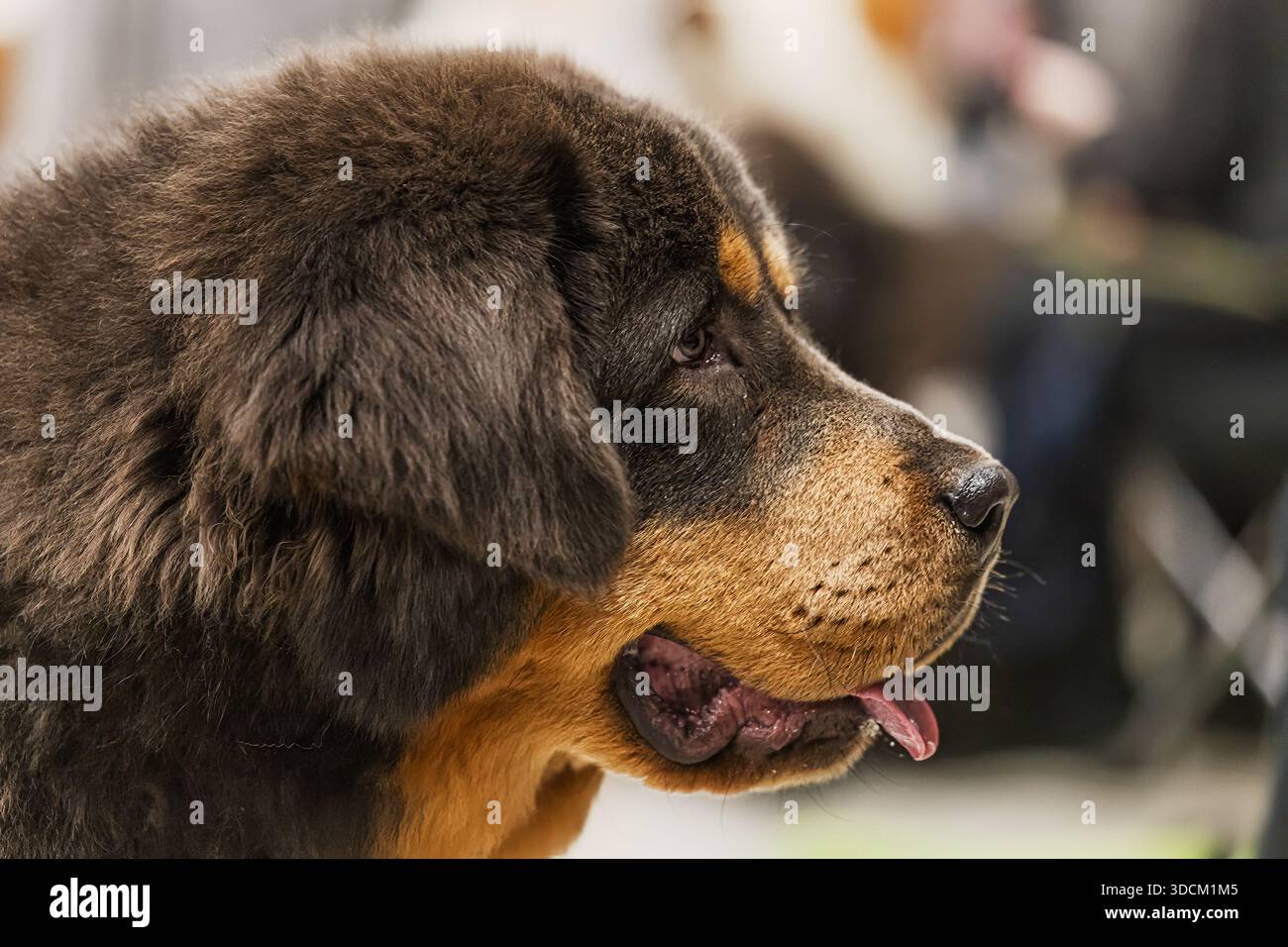 Pantaloni tibetani Mastiff Canis lupus familiaris morbidi, pelliccia spessa, sguardo calmo all'interno Foto Stock