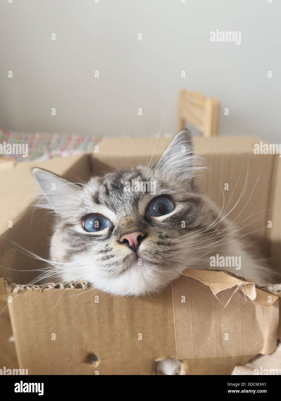 Un gattino ragdoll a punta lince che gioca all'interno di una scatola di cartone con la testa che sbircia, mostrando un comportamento curioso e giocoso. Foto Stock