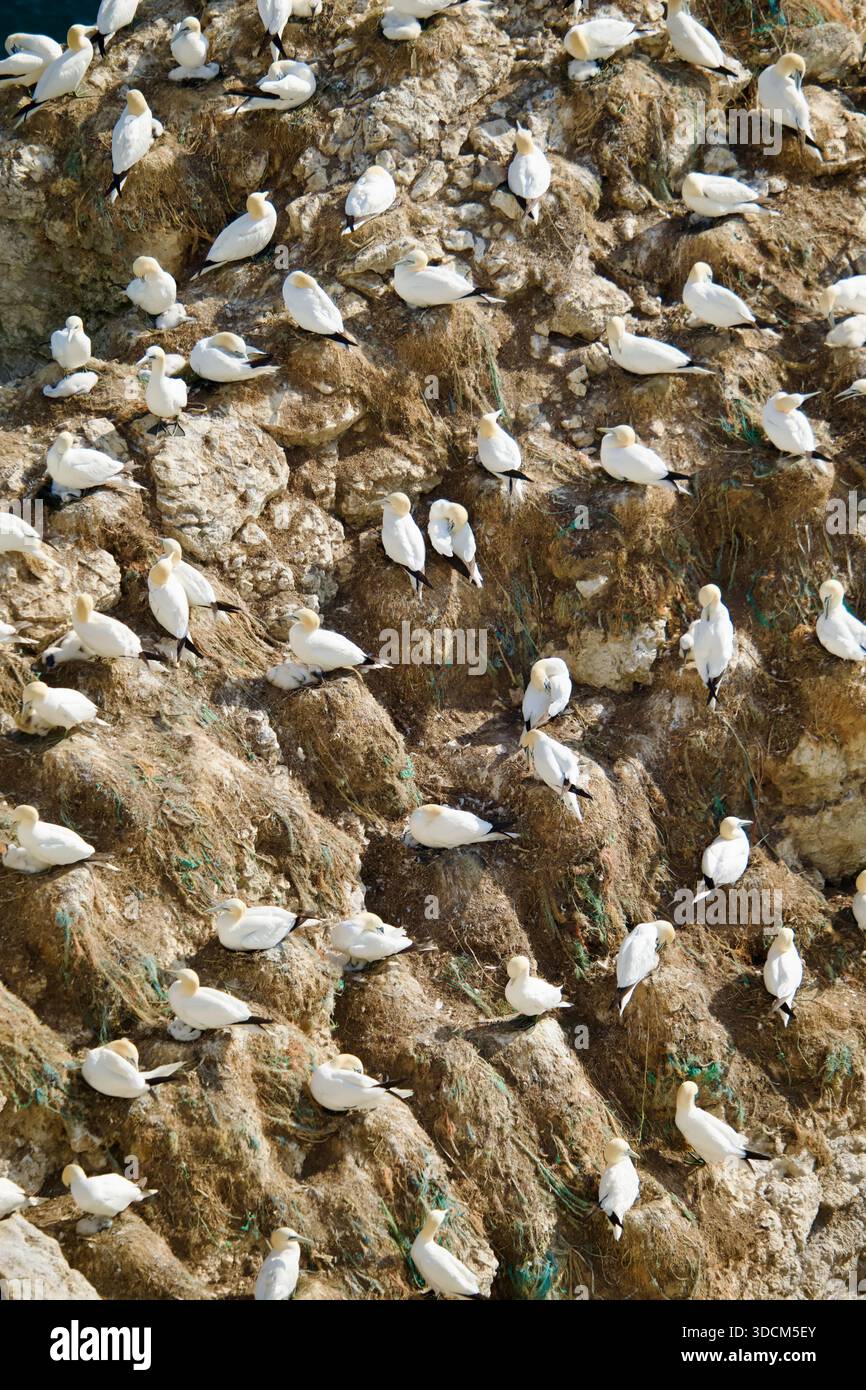Una colonia di gannetti settentrionali (Morus bassanus) che nidificano sulle scogliere di gesso a Bempton Cliffs sulla costa dello Yorkshire. Foto Stock