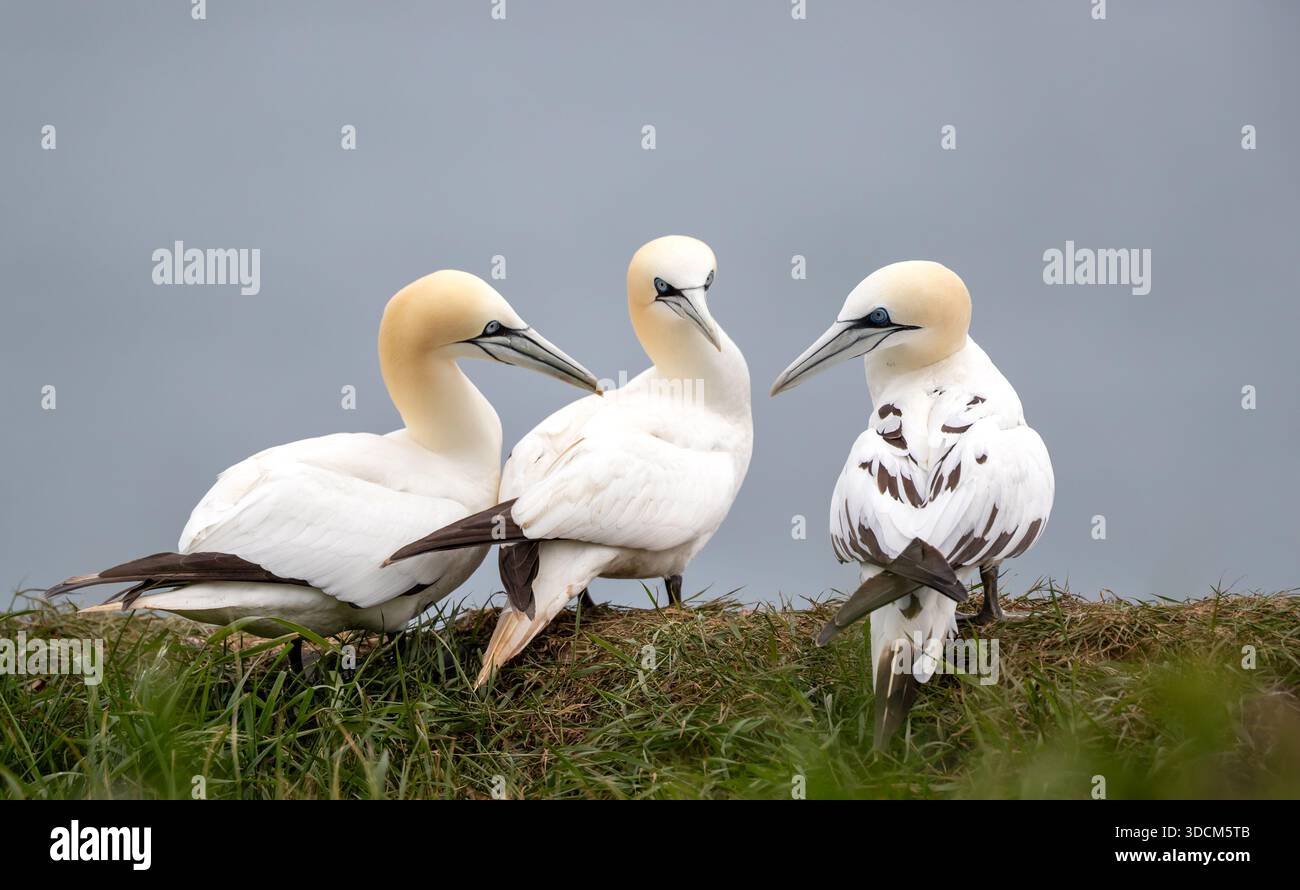 Un gruppo di tre Ganneti del Nord (Morus bassanus) arroccati su un bordo erboso di scogliera sullo sfondo blu del cielo, Regno Unito. Foto Stock