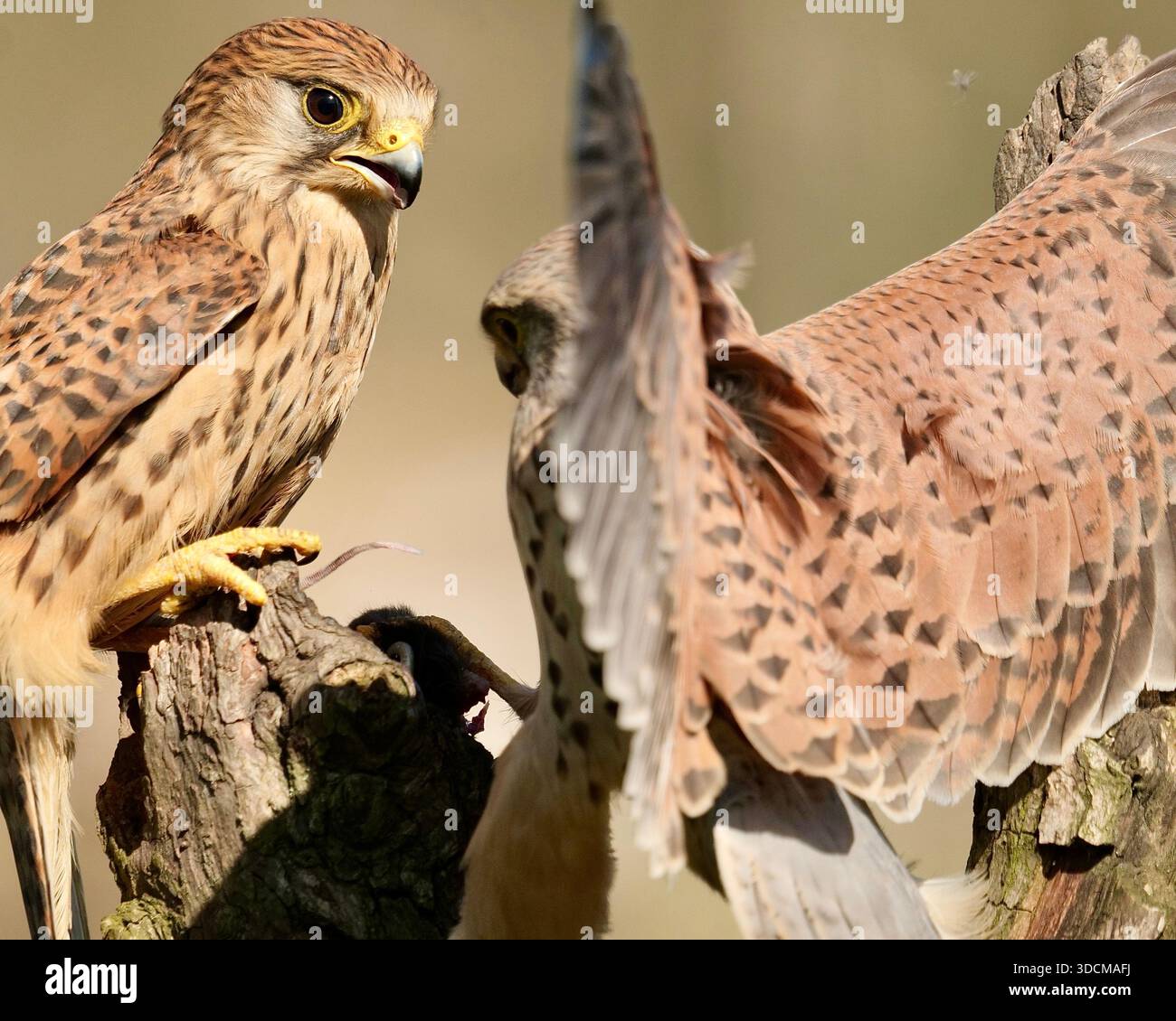 Due kestrels eurasiatici (Falco tinnunculus) in stretto confronto, mostrando un comportamento competitivo tra gli uccelli. Foto Stock