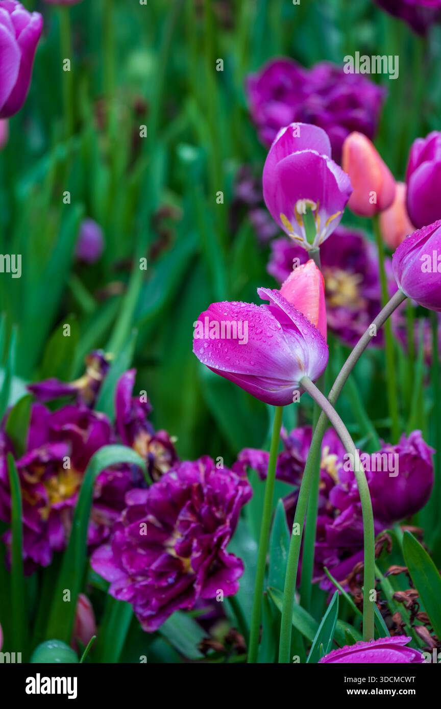 Tulipani viola e magenta con gocce d'acqua nel giardino primaverile Foto Stock