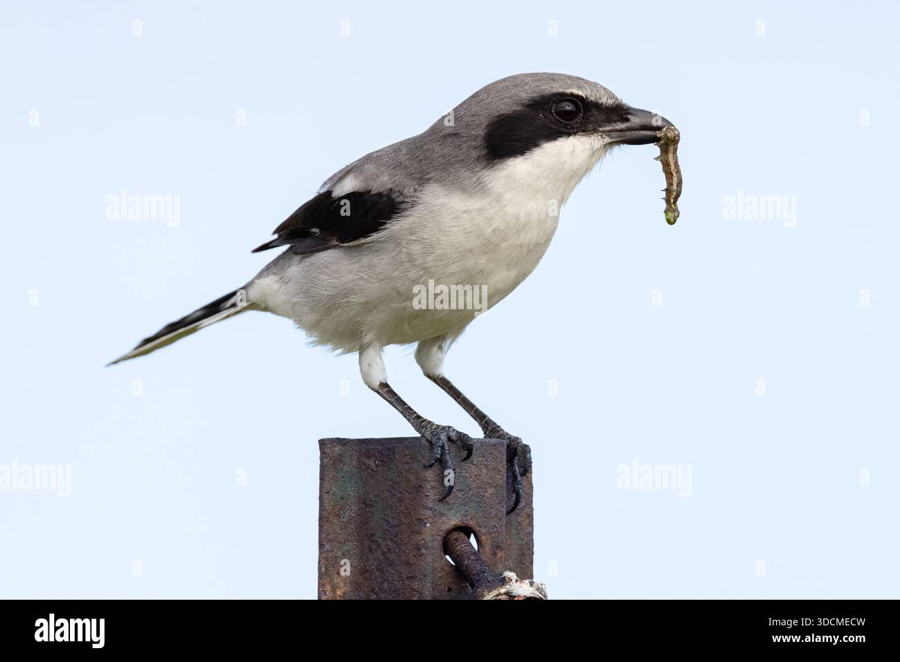 Uccello che mangia insetti con una cattura di caterpillar Foto Stock