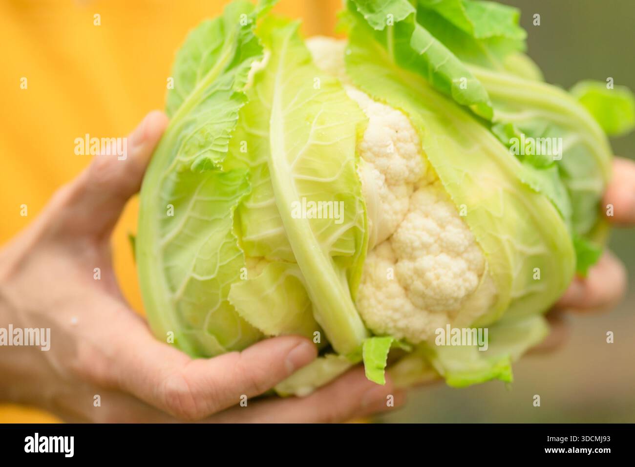 Primo piano del cavolfiore in mani maschili. Agricoltore che detiene orto biologico fresco dall'orto. Tempo di raccolta, cibo naturale e stile di vita sano. Foto Stock