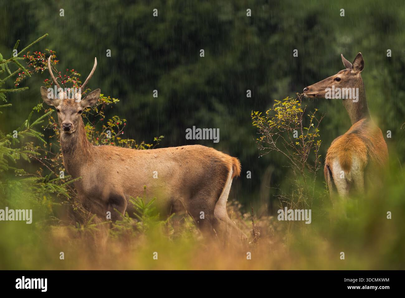 Giovane cervo rosso con corna a spiga e un posteriore in piedi sotto una leggera pioggia ai margini di una foresta di conifere, con bacche di rosa canina e vegetazione bagnata nel Foto Stock