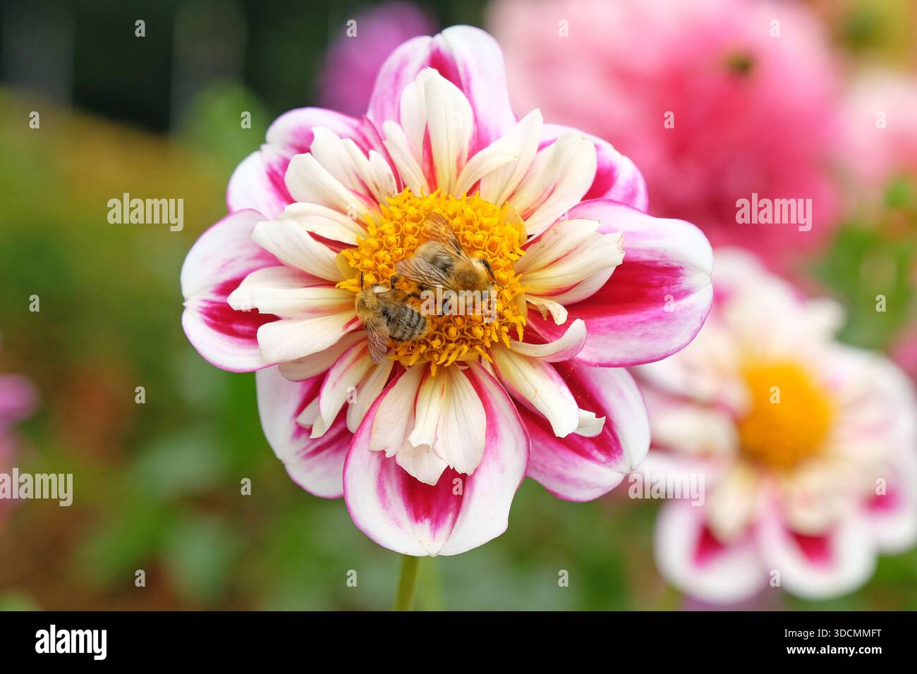 Un bumble bee siede sulla collarette rosa e bianca dahlia, «Bumble Rumble» in fiore. Foto Stock