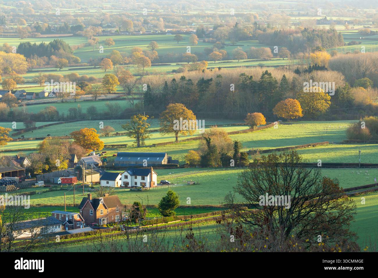 Sole di mattina presto su un mosaico di campi rurali con alberi maturi, Shropshire, Inghilterra Foto Stock