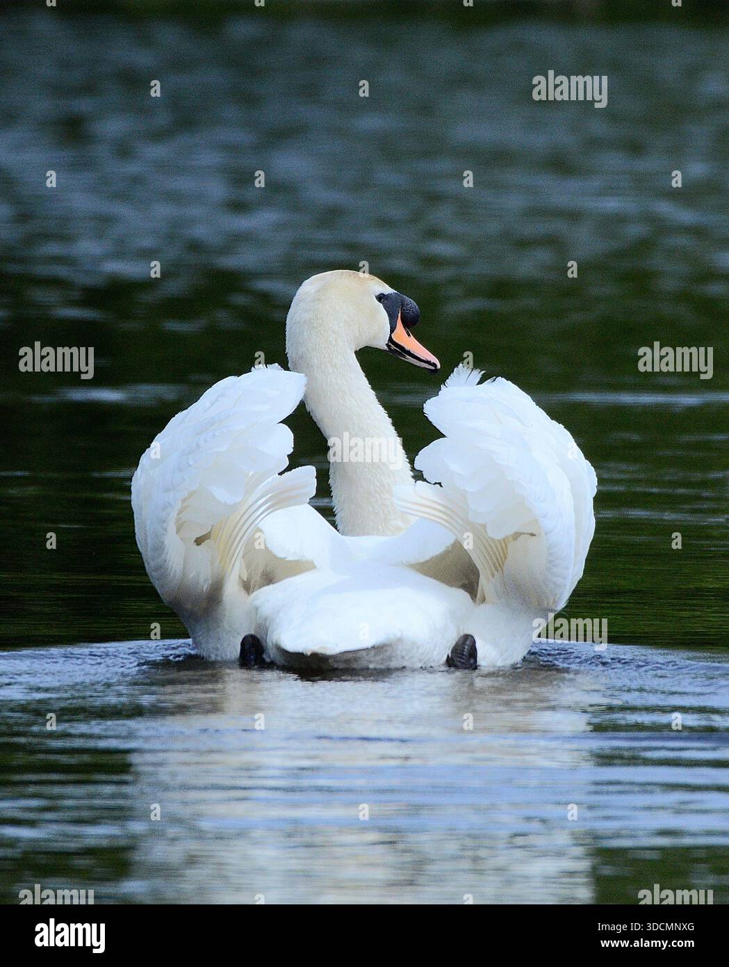 Il bellissimo cigno Mute su un lago sereno e calmo mostra con orgoglio il suo brillante piumaggio bianco che taglia senza sforzo le acque tranquille. Foto Stock