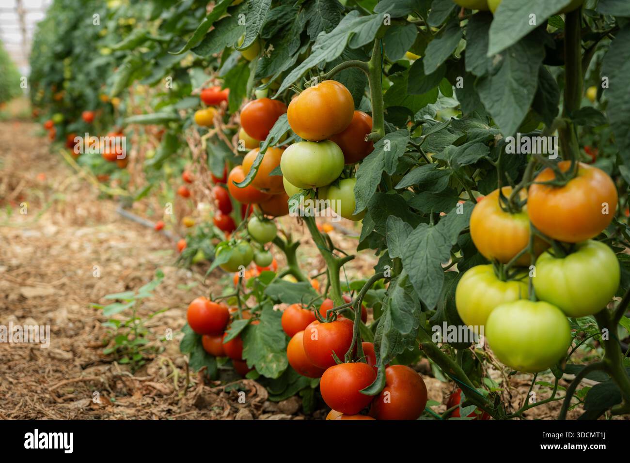 Pomodori da vite maturati in varie fasi su piante verdi lussureggianti, coltivando prodotti biologici freschi all'interno di una moderna serra agricola Foto Stock