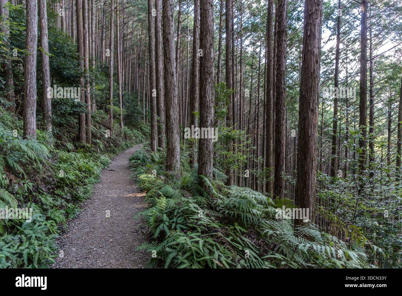 Il percorso di pellegrinaggio Kumano Kodo passa accanto a Mizunomi-oji attraverso una foresta di cedri sugi e cipressi hinoki vicino a Tanabe, prefettura di Wakayama, Giappone. Gli alberi sempreverdi caratterizzano questa sezione del percorso di pellegrinaggio. Foto Stock