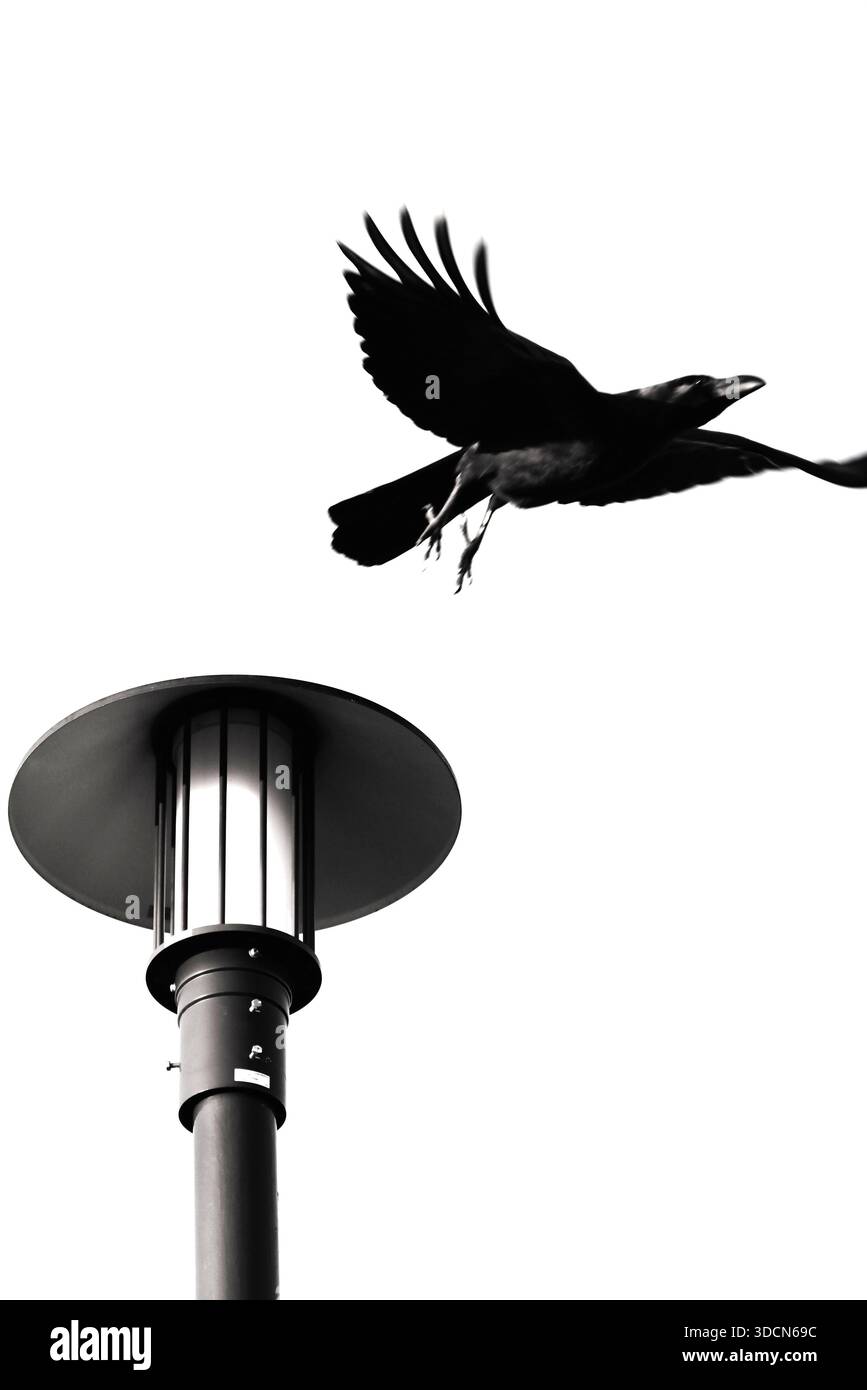 Un corvo in uno scenario naturale. I corvi hanno cervelli tre volte più grandi di quelli dei polli e sono noti come uccelli selvatici estremamente intelligenti. Foto Stock