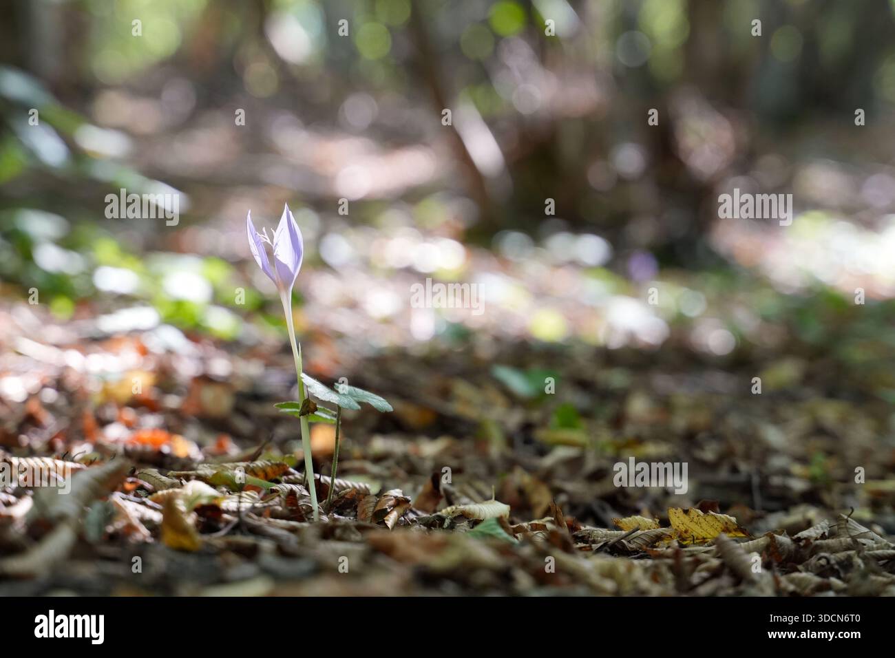 Viaggia in romania transilvania cheile turzii, un croco selvaggio autunnale che fiorisce nella riserva naturale delle gole di turzii Foto Stock