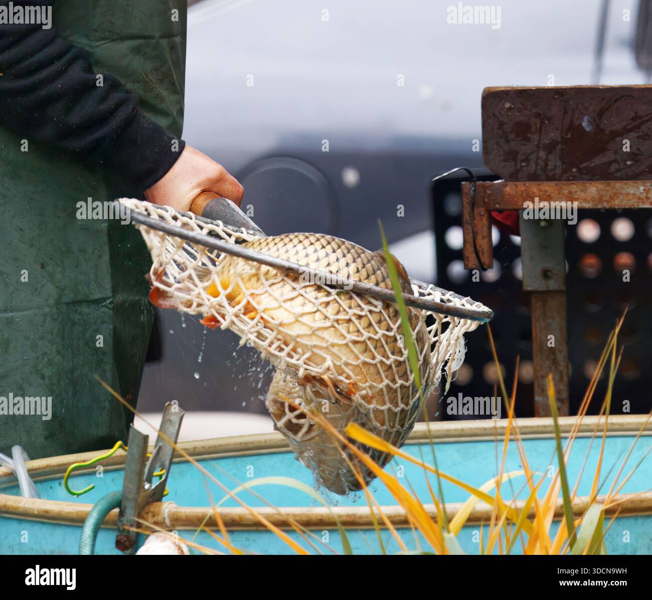 Un venditore che vende carpe vive da un serbatoio d'acqua durante le tradizionali vendite di pesce natalizio, un'attività stagionale comune legata al traffico natalizio ceco Foto Stock