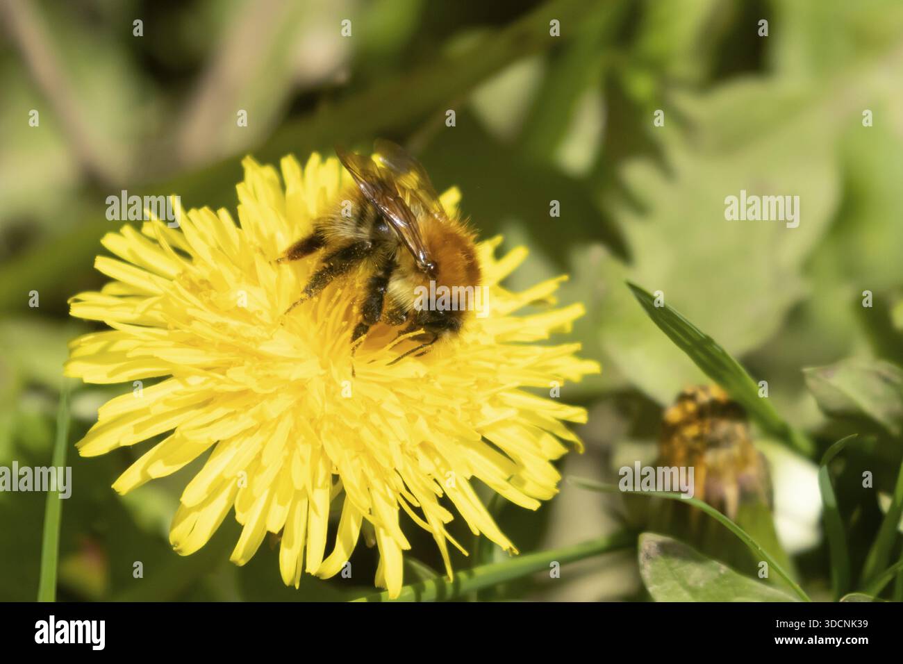 bumblebee dalla coda di buff (Bombus terrestris) insetti di api adulti che si nutrono di fiori di Dandelion giallo (Taraxacum officinale) in primavera, Inghilterra, Regno Unito Foto Stock