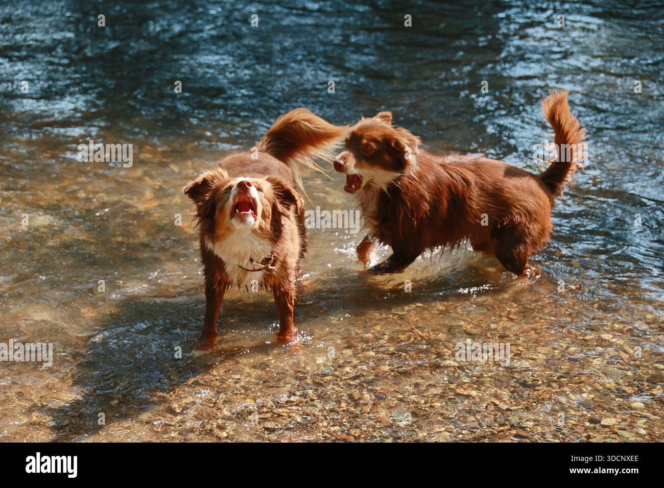 Due cani giocano in acqua Foto Stock