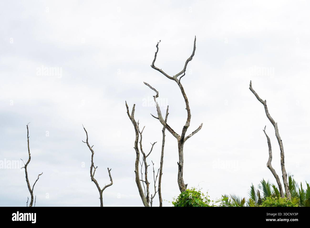 Gli aridi alberi morti senza fronzoli si scontrano con un cielo luminoso e coperto, il che significa decadimento e cambiamento ambientale. Foto Stock