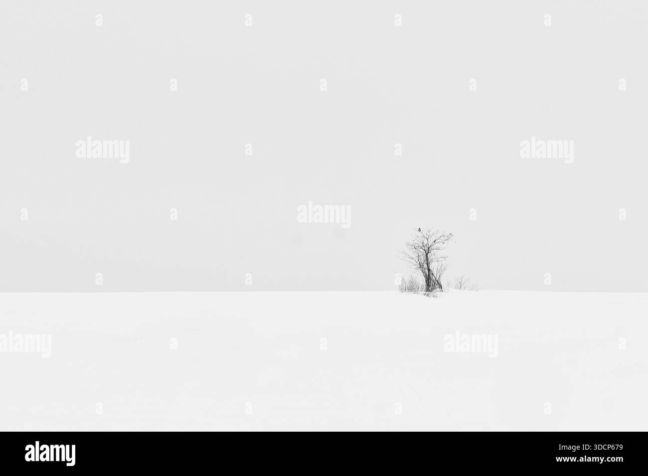 Montagna il paesaggio invernale su una montagna con alberi e neve in Serbia Foto Stock