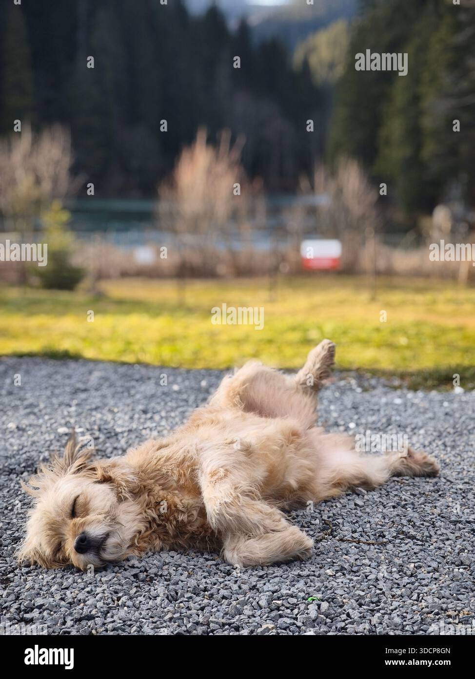 Simpatico cane soffice che dorme sulla schiena su un sentiero di ghiaia vicino a un lago, godendosi una tranquilla giornata di sole in un ambiente naturale all'aperto. Foto Stock