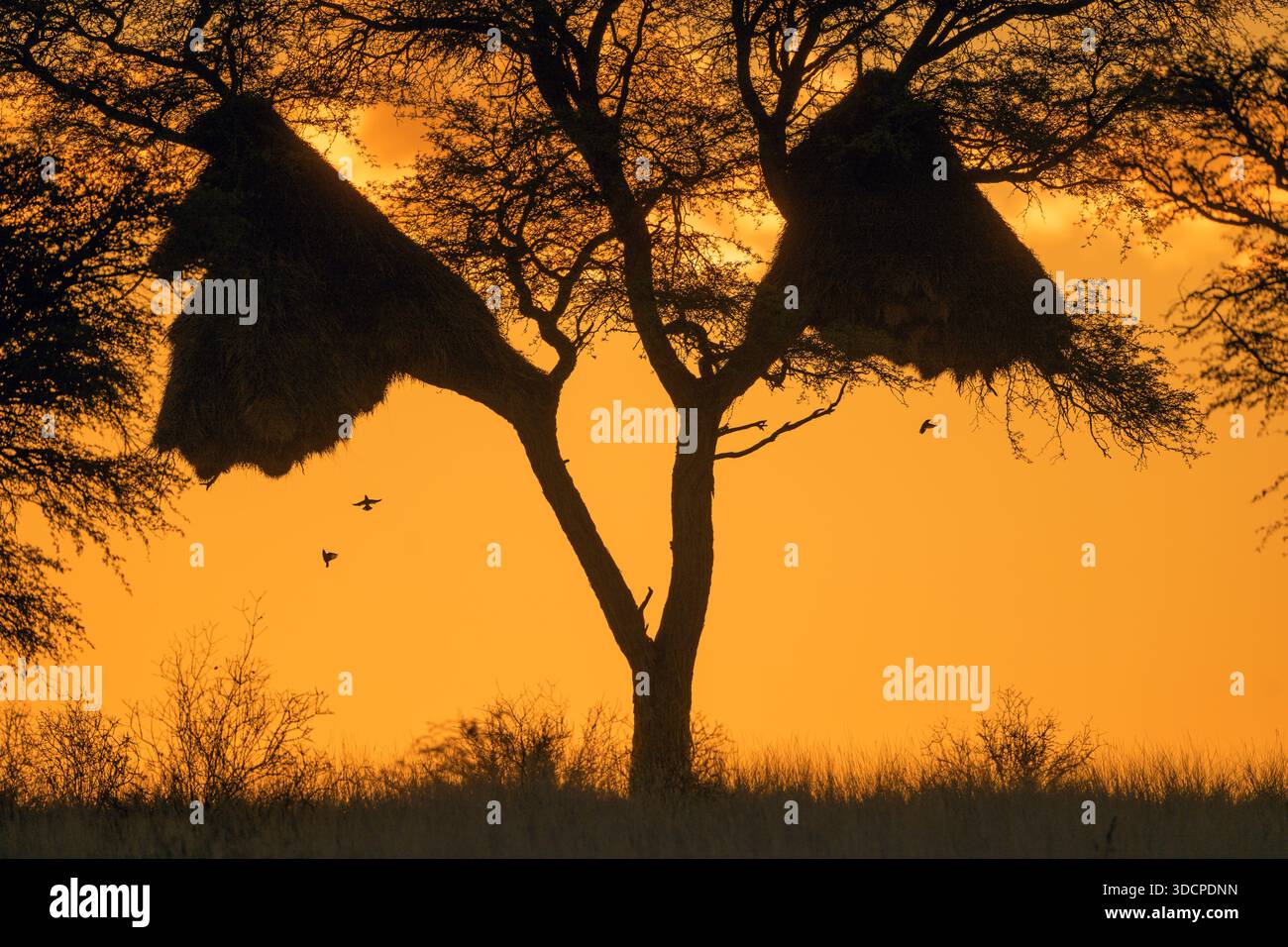 Nidi da una colonia della colonia sociale tessitrice (Philetairus socius) al crepuscolo. Foto dal Kgalagadi Transborder Park, Sudafrica. Foto Stock