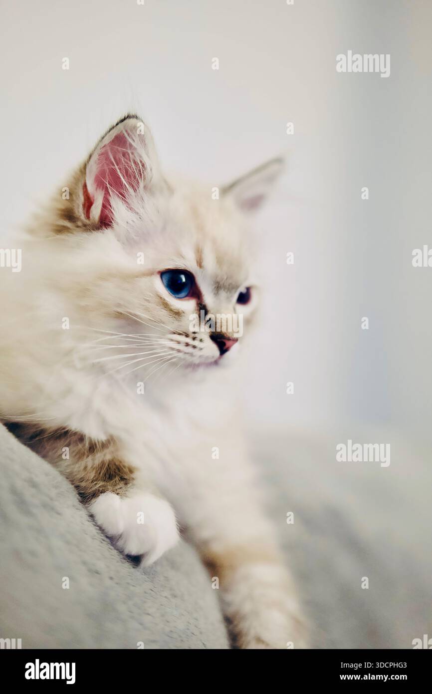 Lynx Point Ragdoll una variante del gatto Ragdoll, distintivi tabby (a righe) sulle orecchie e sul viso. Gattino di design genealogico. Foto Stock