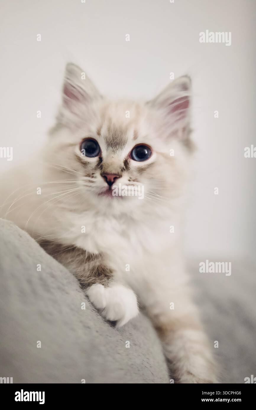 Lynx Point Ragdoll una variante del gatto Ragdoll, distintivi tabby (a righe) sulle orecchie e sul viso. Gattino di design genealogico. Foto Stock
