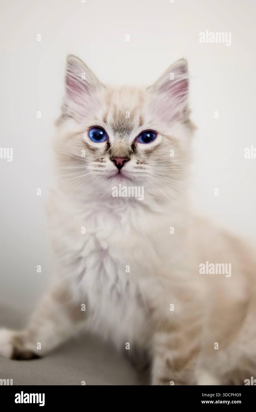Lynx Point Ragdoll una variante del gatto Ragdoll, distintivi tabby (a righe) sulle orecchie e sul viso. Gattino di design genealogico. Foto Stock