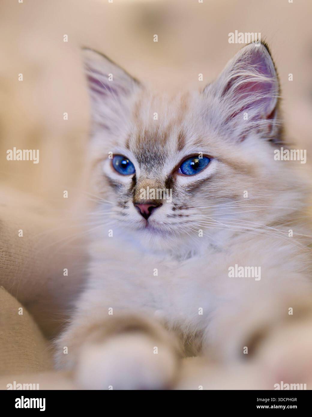 Lynx Point Ragdoll una variante del gatto Ragdoll, distintivi tabby (a righe) sulle orecchie e sul viso. Gattino di design genealogico. Foto Stock