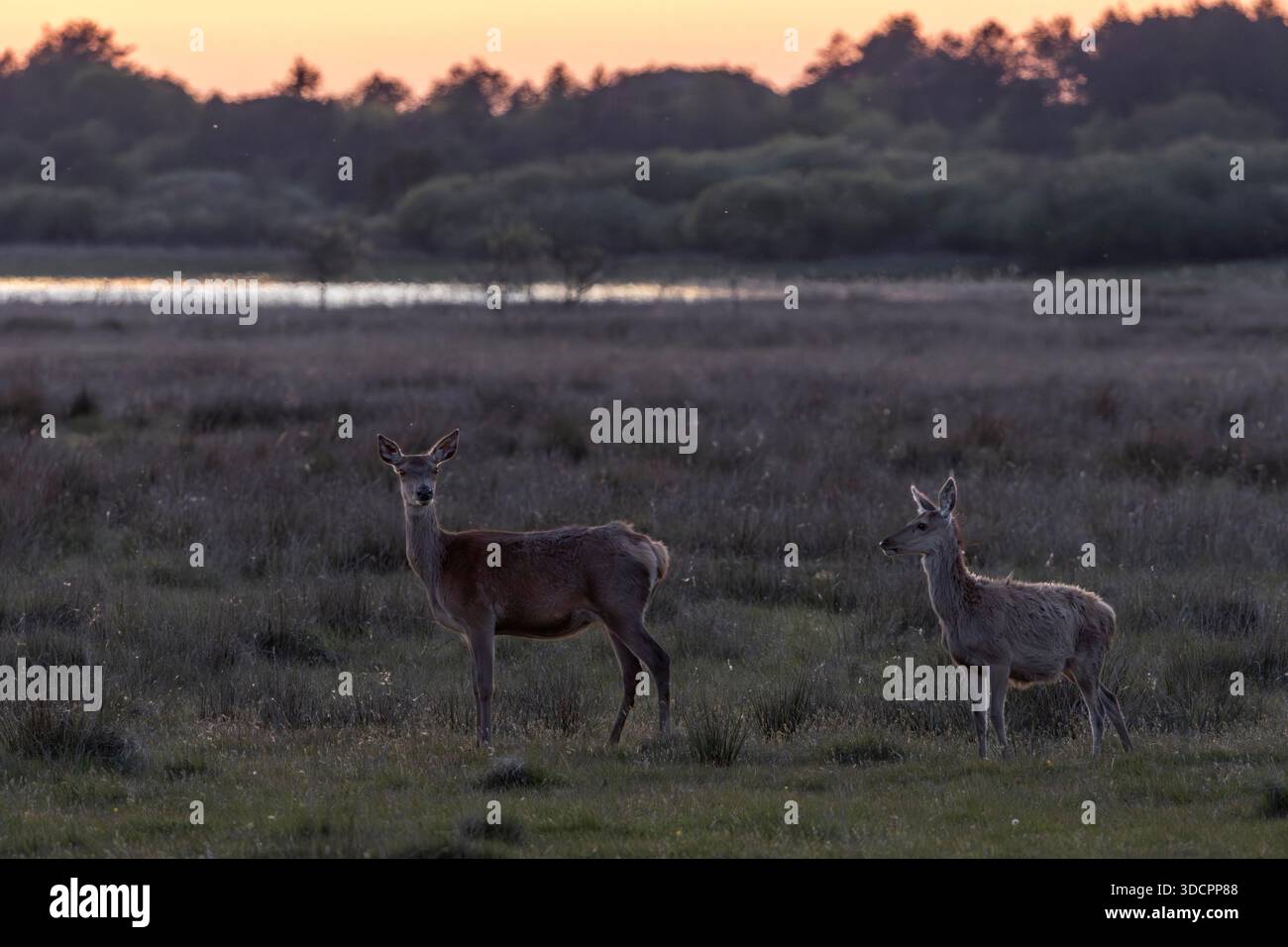 Ein Rottier mit Kalb am Abend / Un cervo rosso con il vitello la sera / Cervus elaphus Foto Stock