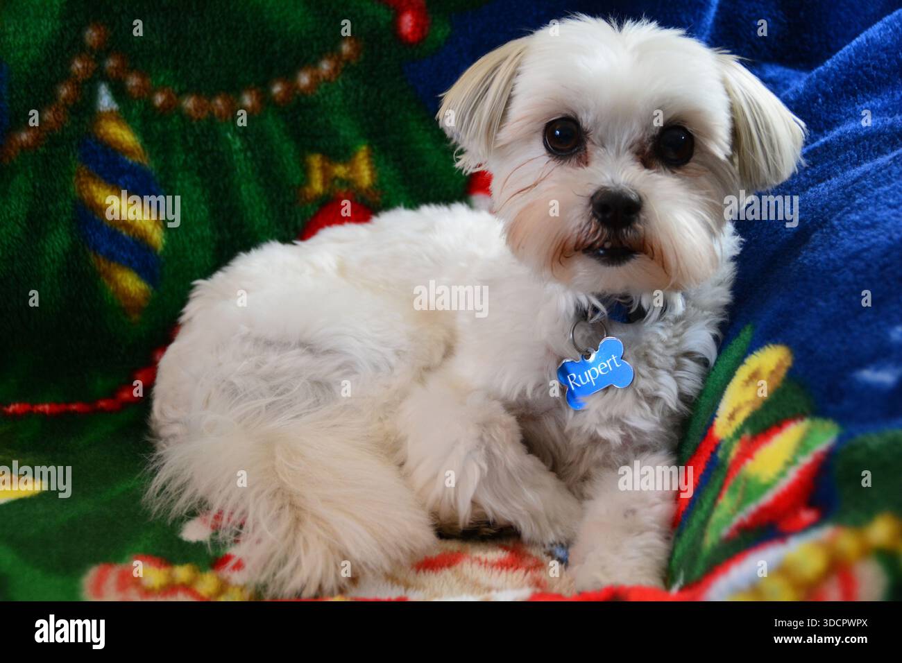 Ritratto bianco del cane Shih Tzu Foto Stock