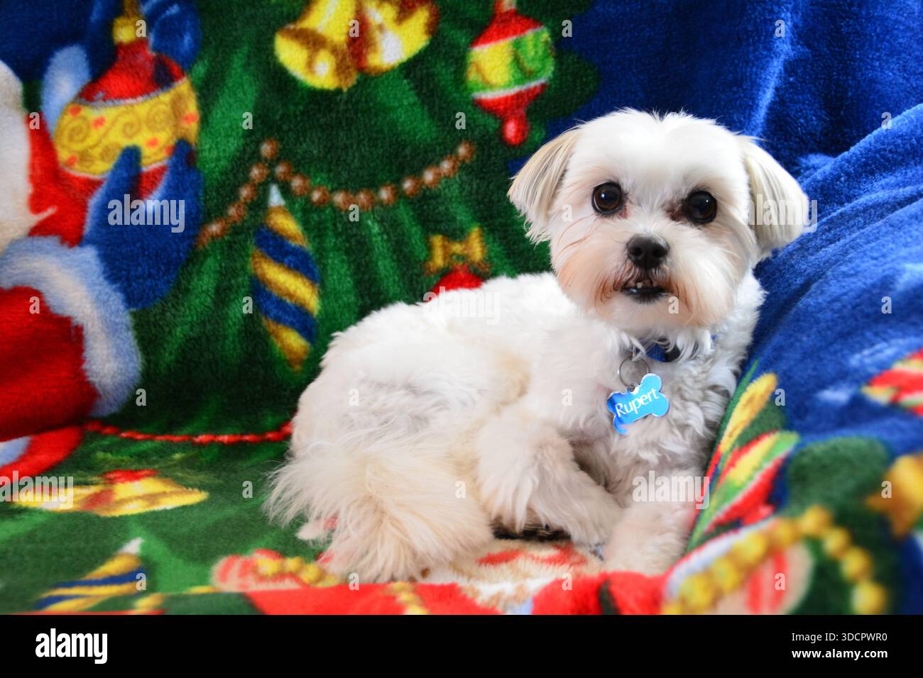 Ritratto bianco del cane Shih Tzu Foto Stock