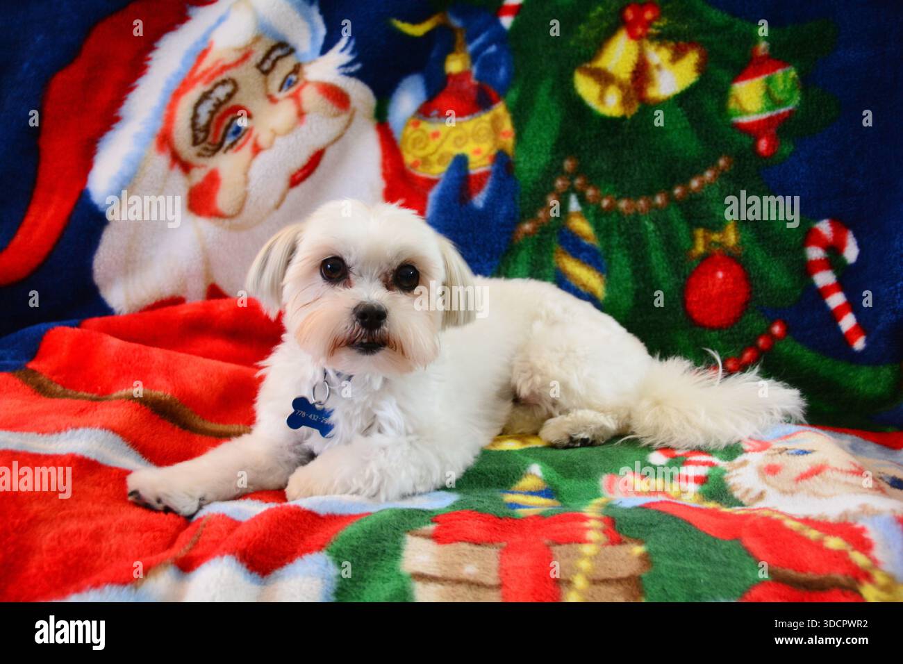 Ritratto bianco del cane Shih Tzu Foto Stock