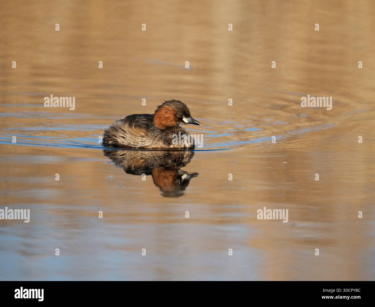 Little Grebe (Tachybaptus ruficollis) adulto a riposo sull'acqua, Spagna, febbraio Foto Stock