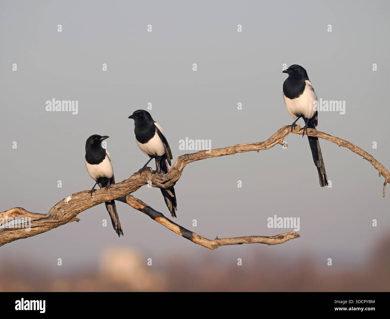 Magpie eurasiatiche (Pica pica) tre uccelli arroccati insieme su ramo, Spagna, febbraio Foto Stock
