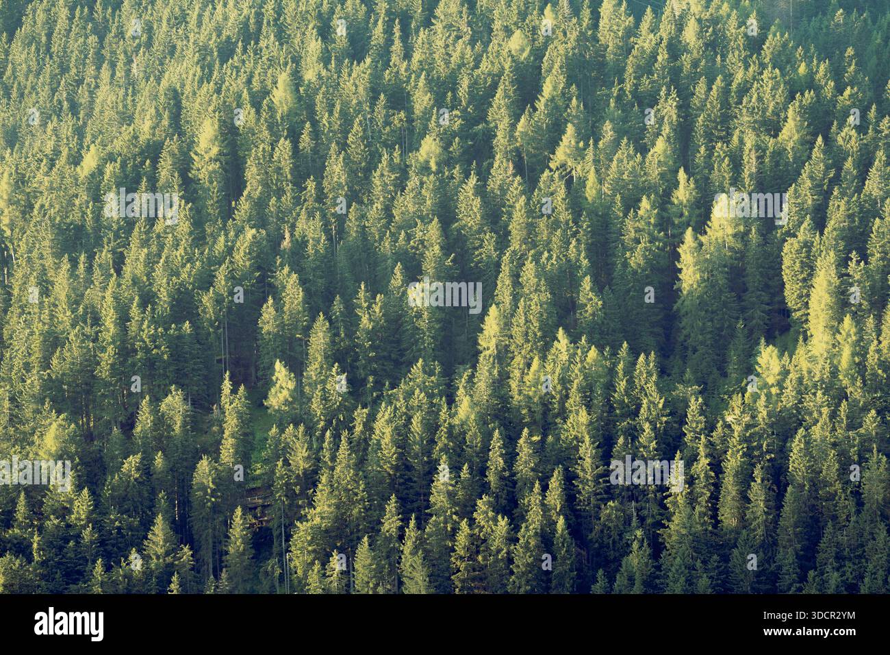 Vasta foresta di pini verdi e boschi di abeti rossi alla luce del mattino visti dall'alto a distanza Foto Stock