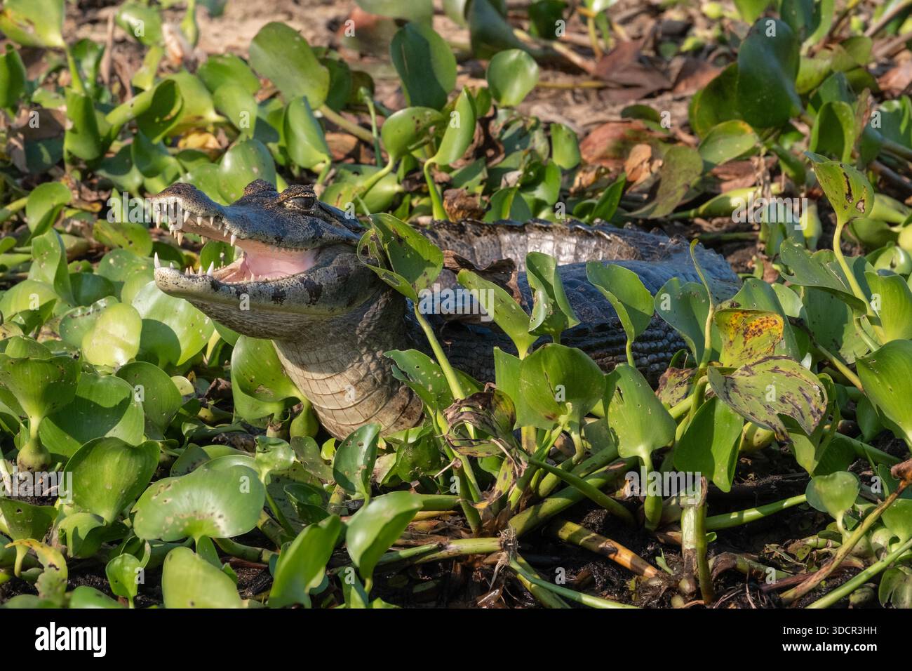 Caimano Pantanal (Caiman yacare) parzialmente sommerso in acqua, nelle zone umide del Pantanal brasiliano. Foto Stock