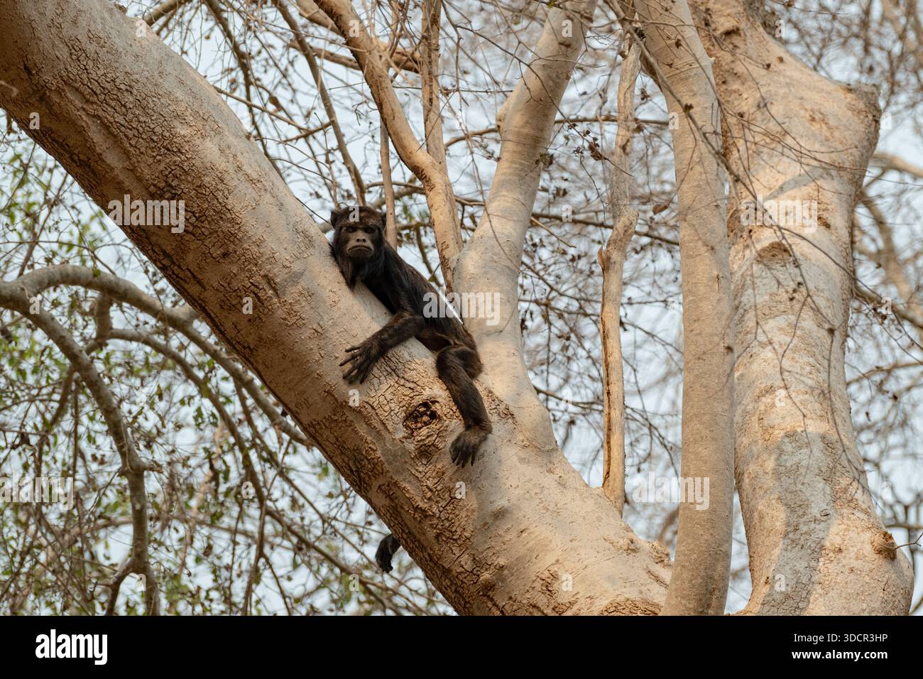 Scimmia urlatrice nera (Alouatta caraya) che riposa su un tronco di albero e guarda la macchina fotografica con una curiosa espressione nel Pantanal brasiliano. Foto Stock