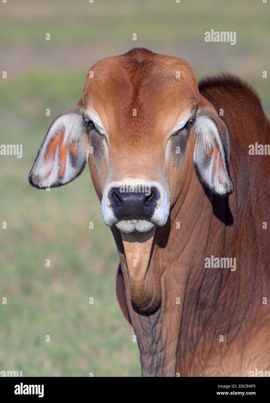 Razza Brahman americana di bovini ibridi zebuina-taurina, ritratto della testa, Aranzas County, Texas, USA Foto Stock