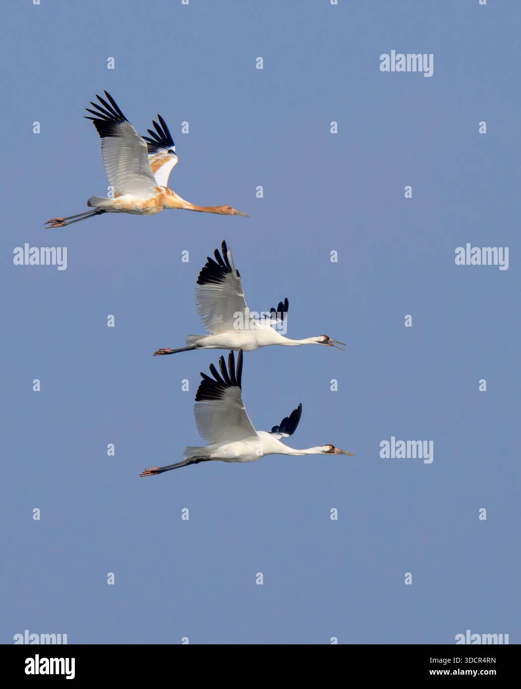 Una famiglia di gru a perlustrazione (Grus americana) che volano nel cielo blu, nella contea di Aranzas, Texas, Stati Uniti. Foto Stock