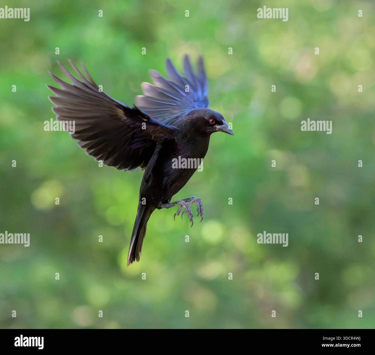 Cowbird bronzato (Molothrus aeneus) in volo, contro il baldacchino della foresta verde, Bentsen Rio grande Valley State Park, Texas, Stati Uniti. Foto Stock