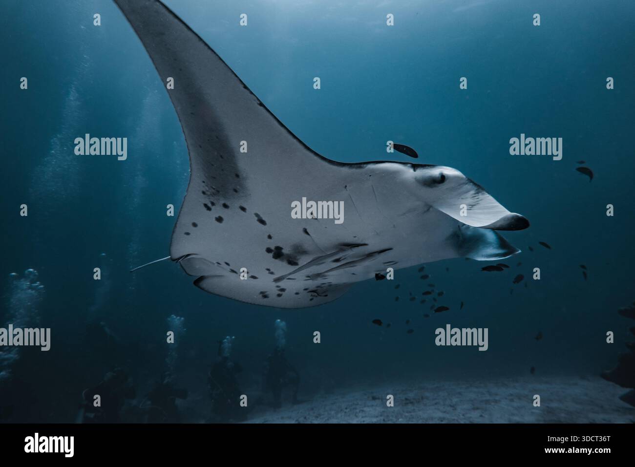 Un grande raggio di manta sta nuotando nell'oceano con un gruppo di pesci. La scena è tranquilla e serena, poiché le creature del mare coesistono in armonia Foto Stock