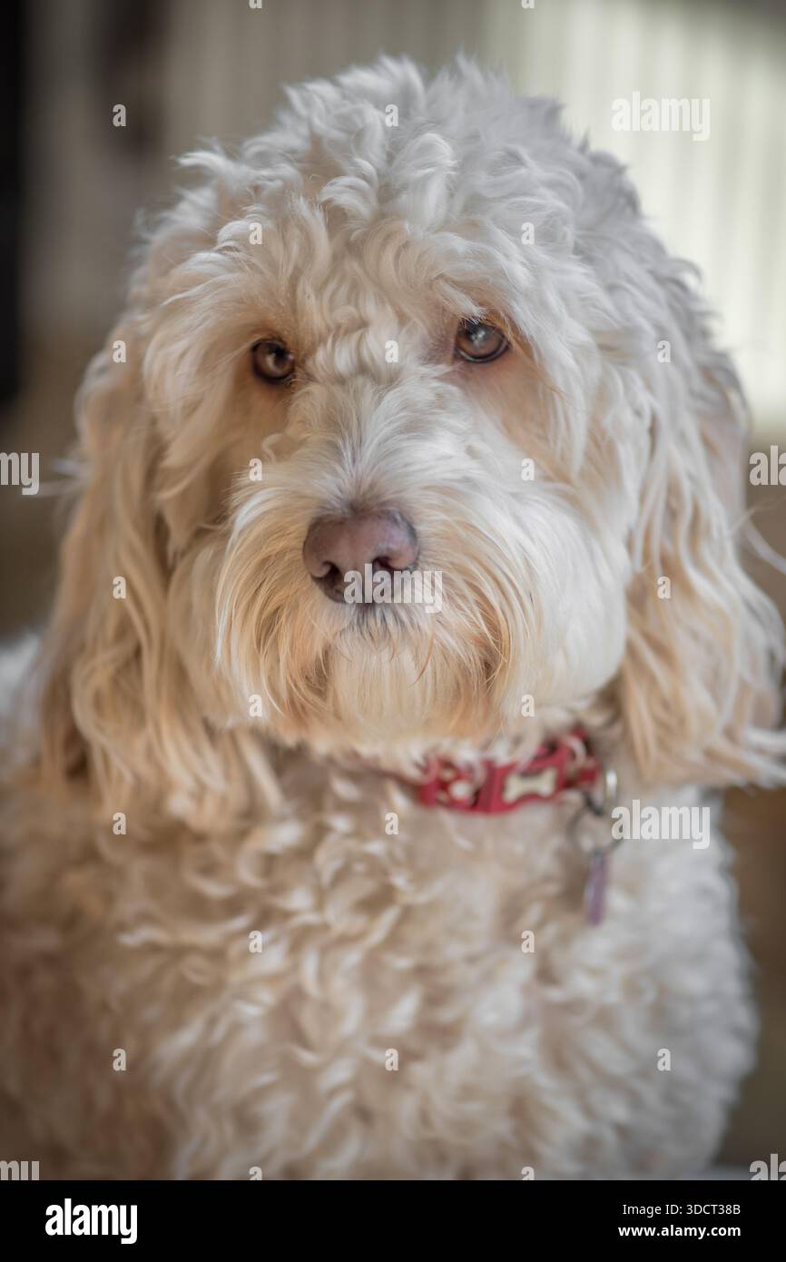 Popolare cockapoo. un cane intelligente di razza mista con un attraente cappotto ipoallergenico riccio Foto Stock