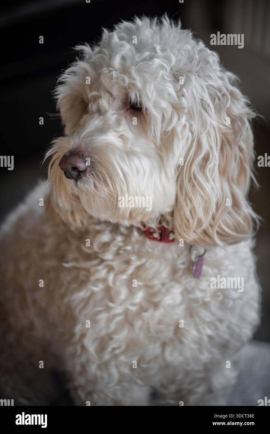 Popolare cockapoo. un cane intelligente di razza mista con un attraente cappotto ipoallergenico riccio Foto Stock