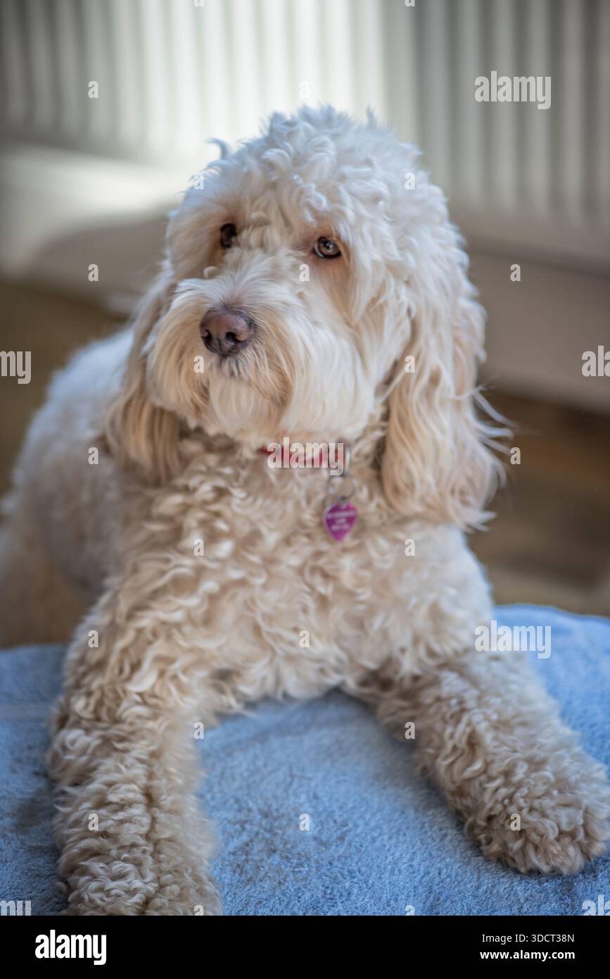 Popolare cockapoo. un cane intelligente di razza mista con un attraente cappotto ipoallergenico riccio Foto Stock