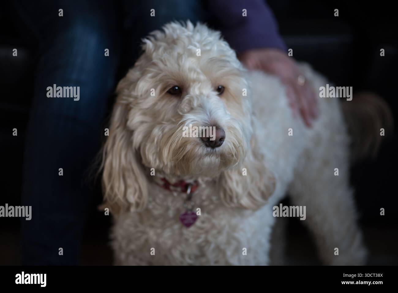 Popolare cockapoo. un cane intelligente di razza mista con un attraente cappotto ipoallergenico riccio Foto Stock