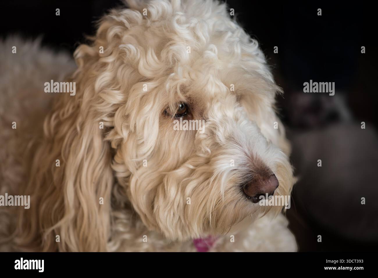 Popolare cockapoo. un cane intelligente di razza mista con un attraente cappotto ipoallergenico riccio Foto Stock