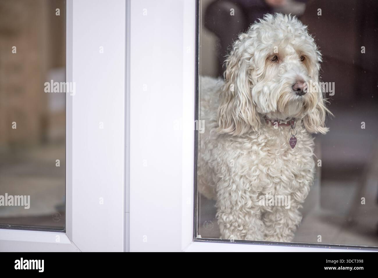 Popolare cockapoo. un cane intelligente di razza mista con un attraente cappotto ipoallergenico riccio Foto Stock