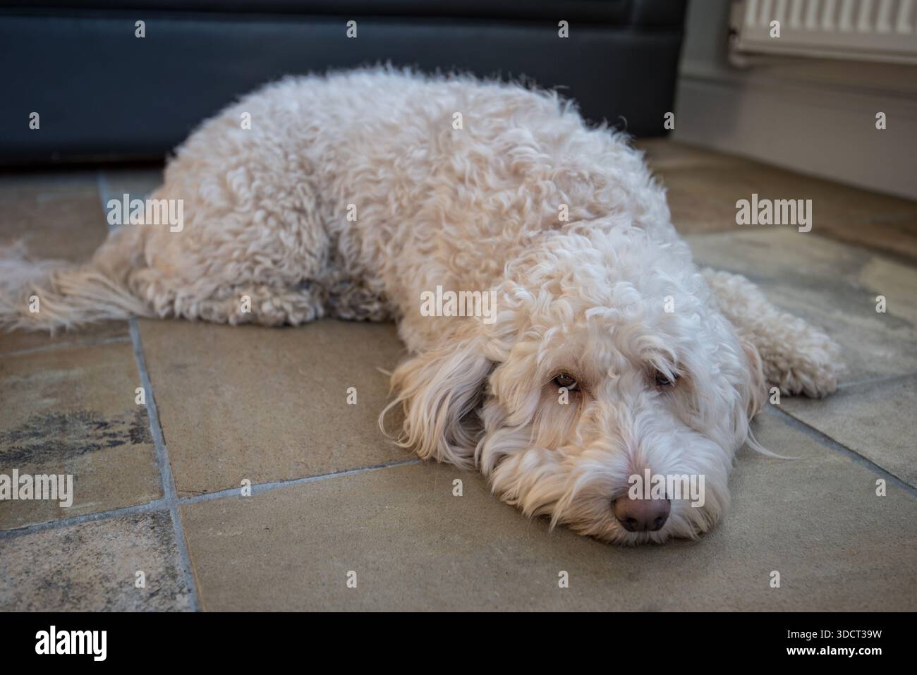 Popolare cockapoo. un cane intelligente di razza mista con un attraente cappotto ipoallergenico riccio Foto Stock