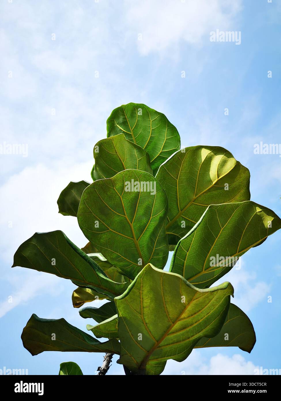 Ficus lyrata, conosciuto come il fico a foglia d'uccello, cresce nella foresta pluviale tropicale di pianura. È una pianta ornamentale alta con grandi foglie verdi Foto Stock